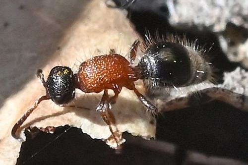 Réf. 352 487 : Smicromyrmini inconnu